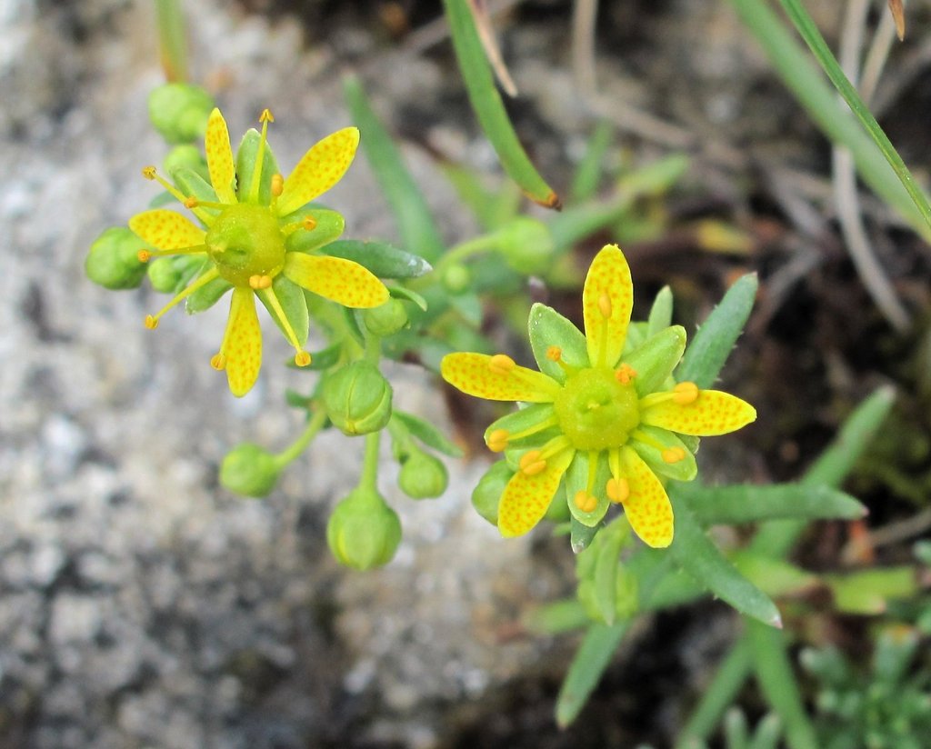 Saxifraga aizoides